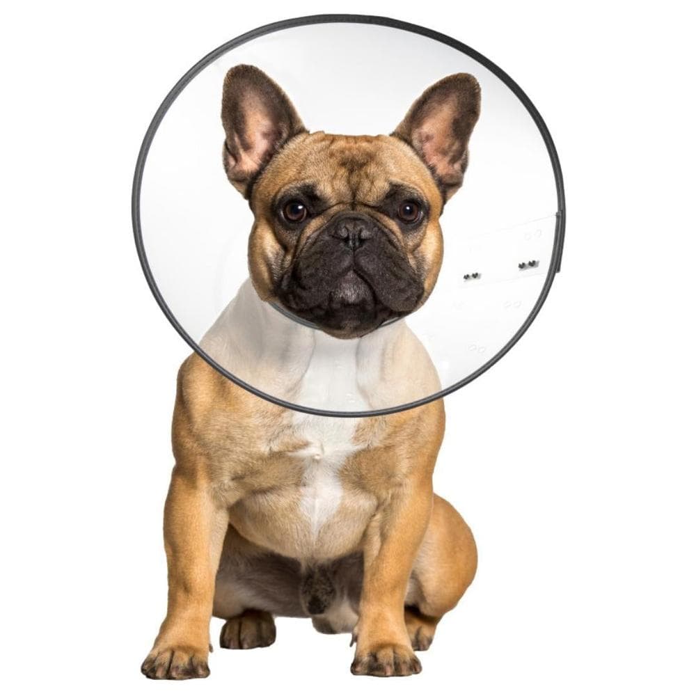 ZenPet Plastic E-Collar Medium - 1 Count