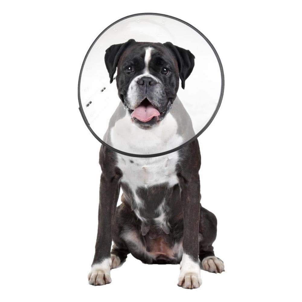 ZenPet Plastic E-Collar XLarge - 1 Count