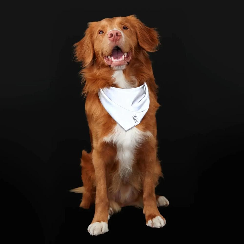 RC Reflective Bandana S/M Halo - 1 Count