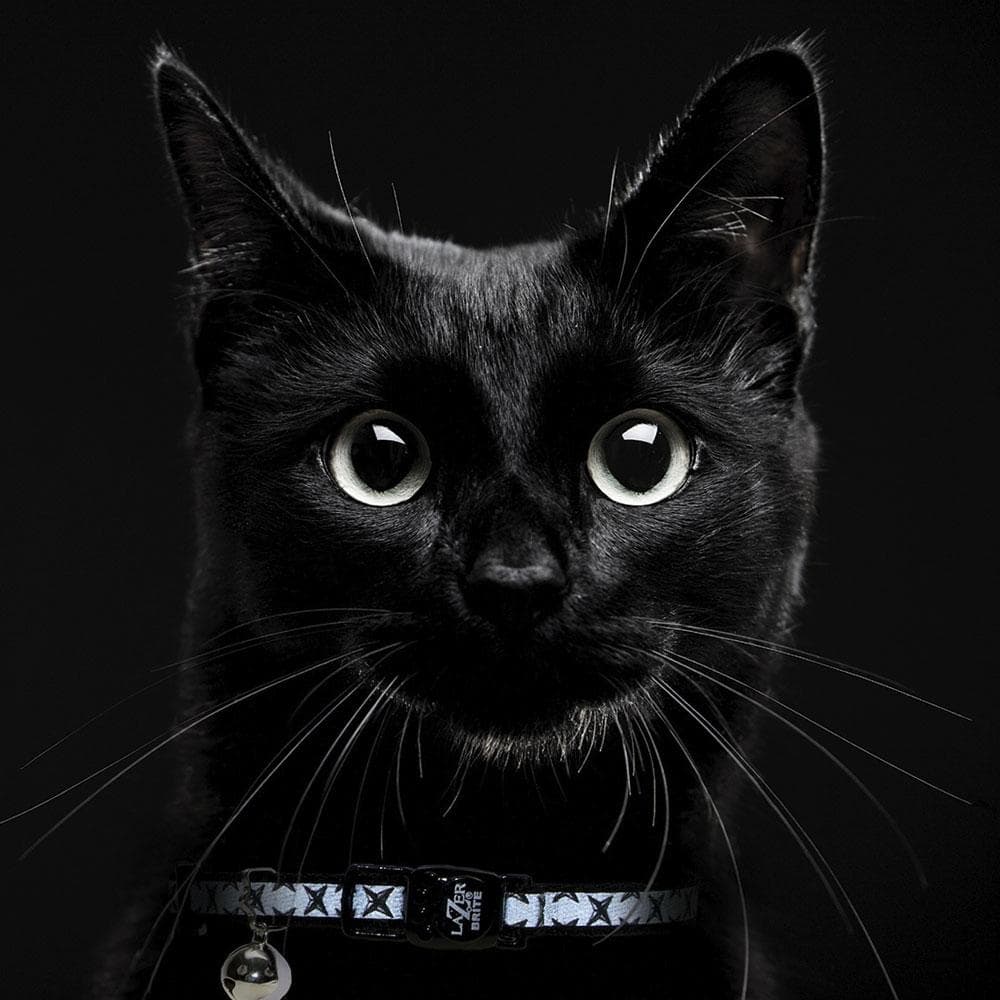 Lazer Brite Reflective Adjustable Breakaway Cat Collar Blue Fish Bones - 1 Count