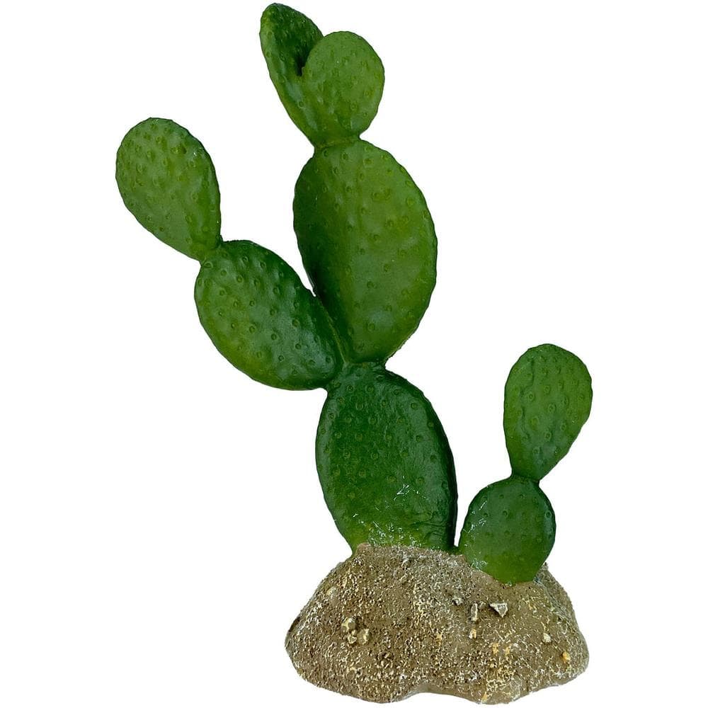 Komodo Cactus Plant Prickly Pear 6.3" 1 Count
