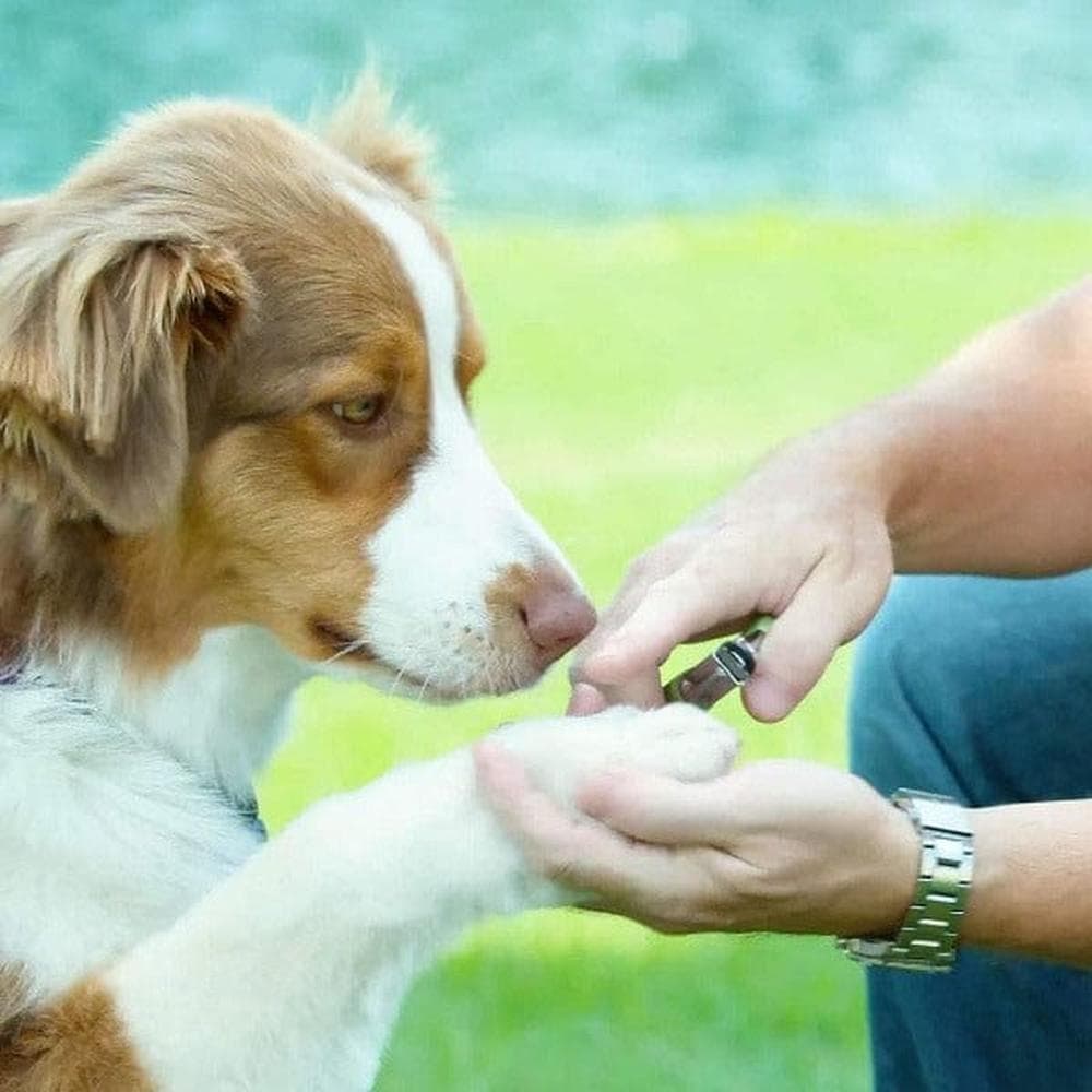 Coastal Safari Guillotine Nail Trimmer For Dogs M/L